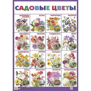 Плакат 'Садовые цветы' Плакат 'Садовые цветы'