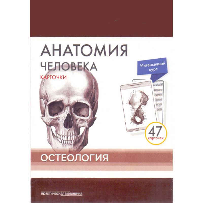 Анатомия человека. Остеология (47 карточек) Анатомия человека. Остеология (47 карточек)