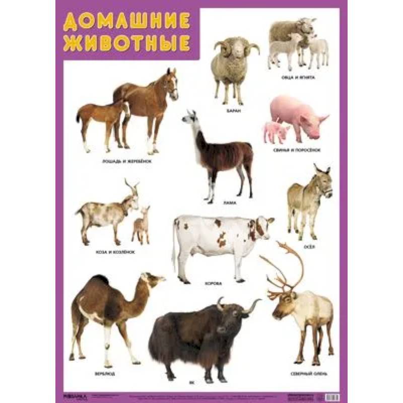 Воздушный транспорт Воздушный транспорт