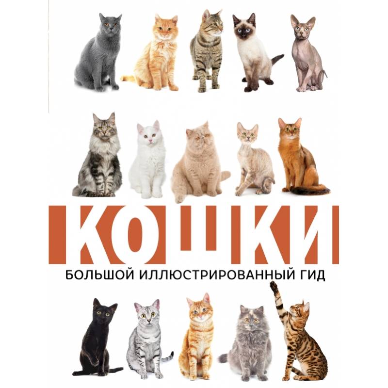 Кошки Кошки