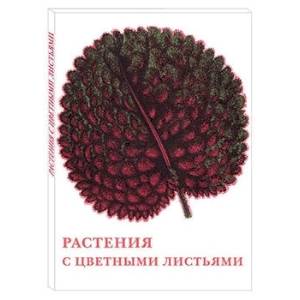 Растения с цветными листьями Растения с цветными листьями