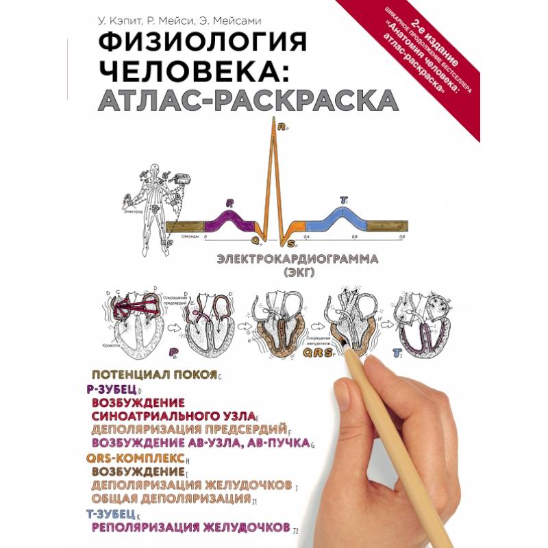 Физиология человека: атлас-раскраска Физиология человека: атлас-раскраска