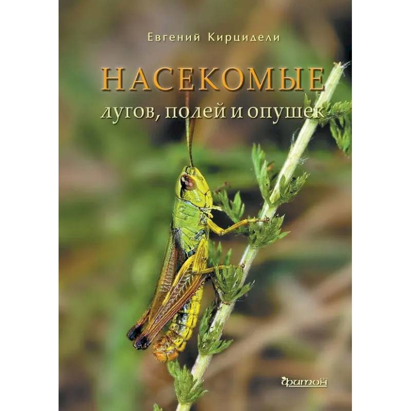 Насекомые лугов, полей и опушек Насекомые лугов, полей и опушек
