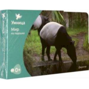 Мир на ладошке. Джунгли