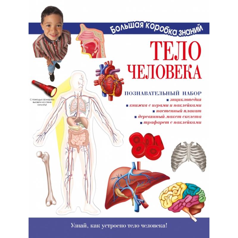 Тело человека. Познавательный набор Тело человека. Познавательный набор