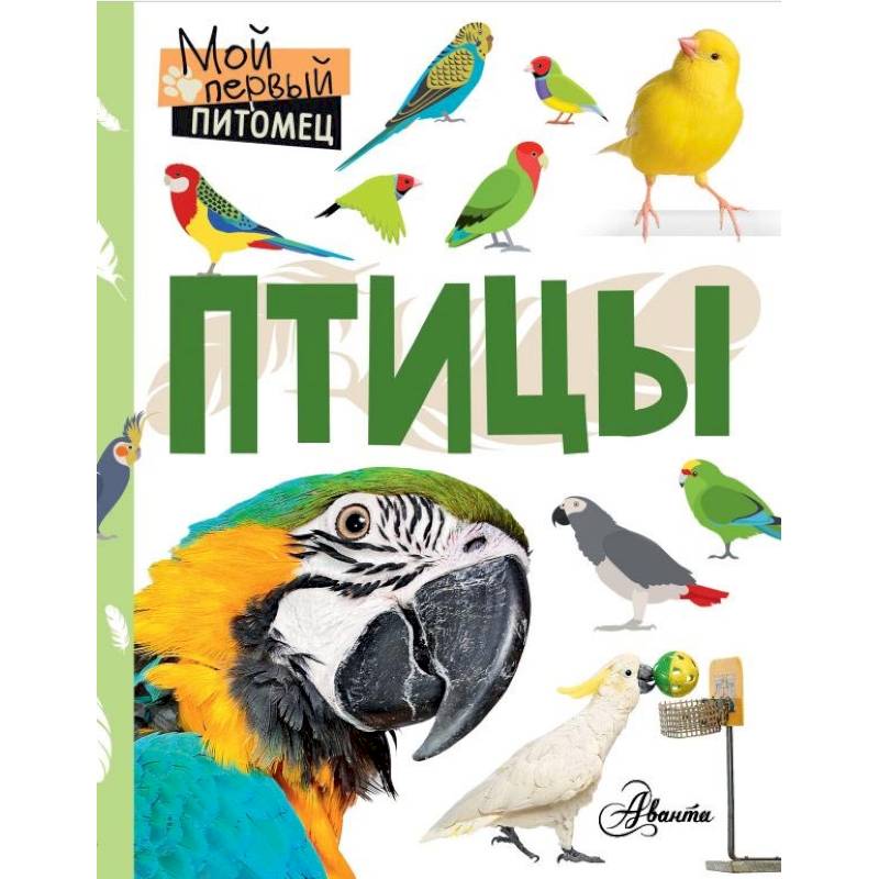 Птицы Птицы