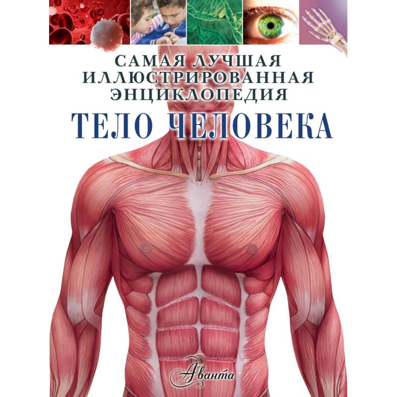 Тело человека Тело человека