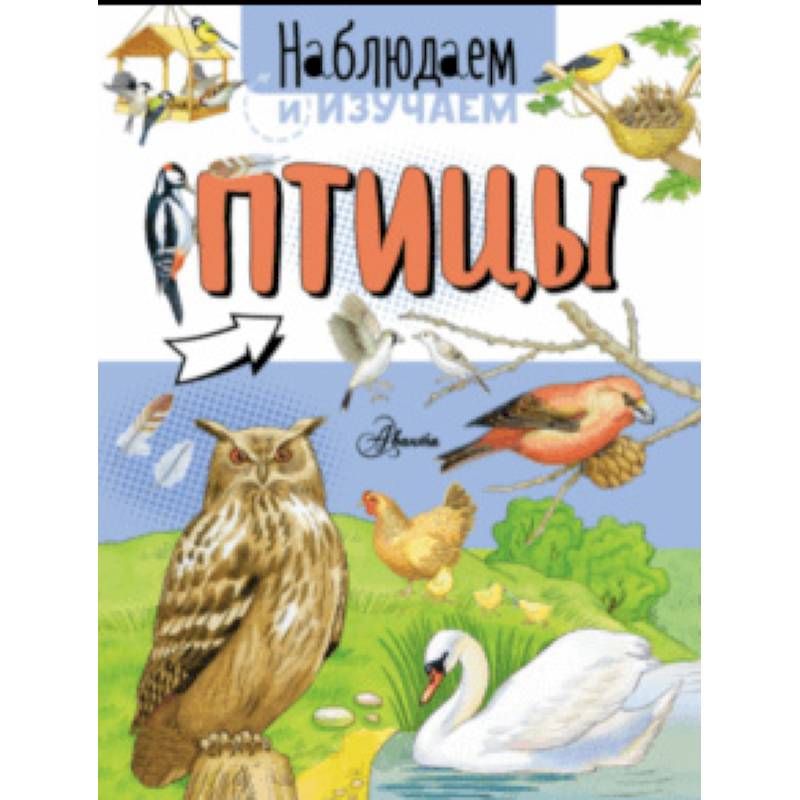 Птицы Птицы