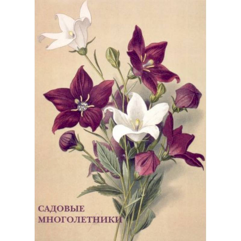 Садовые многолетники Садовые многолетники