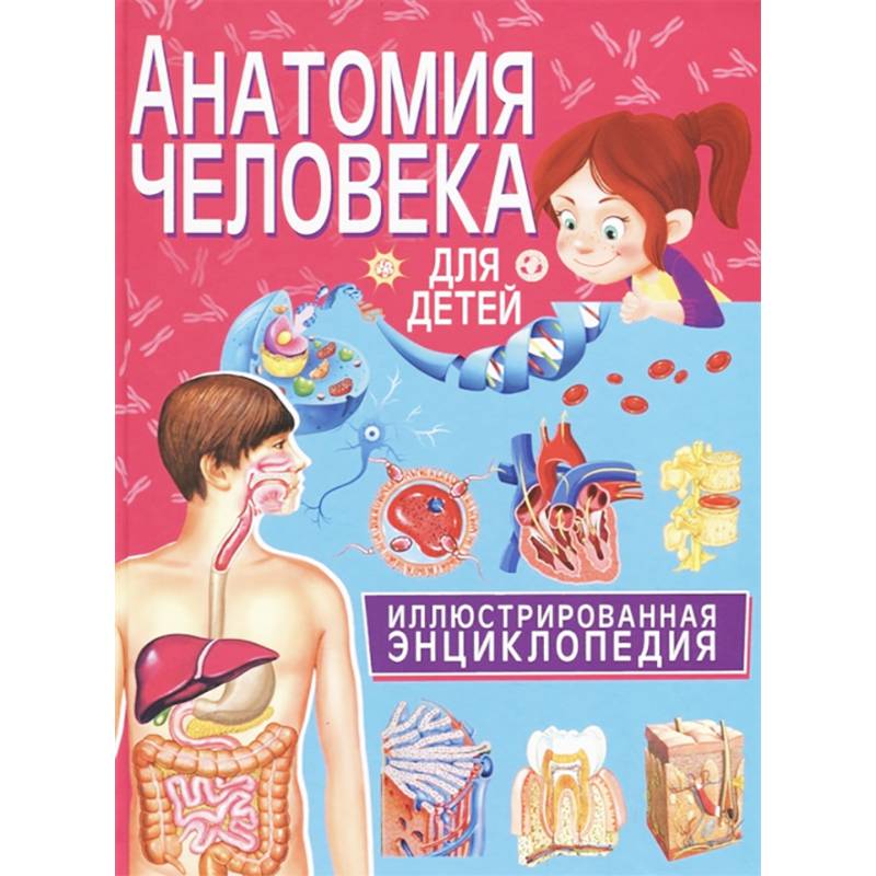 Анатомия человека для детей. Иллюстрированная энциклопедия Анатомия человека для детей. Иллюстрированная энциклопедия