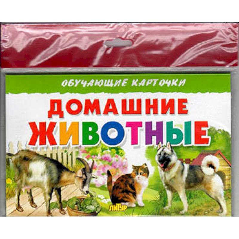 Домашние животные Домашние животные