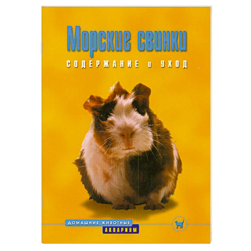 Морские свинки. Содержание и уход Морские свинки. Содержание и уход