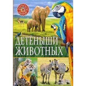 Детёныши животных Детёныши животных