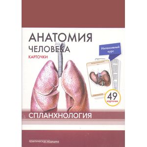 Анатомия человека. Спланхнология (49 карточек) Анатомия человека. Спланхнология (49 карточек)
