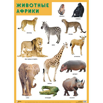 Животные Африки Животные Африки