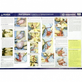 Плакат 'Техника кастрации' 84х59см (в тубусе)